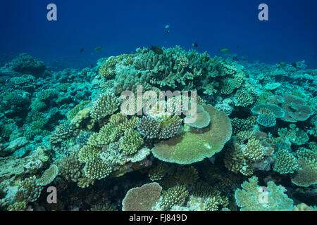 Santé des récifs de corail de la Grande Barrière de corail rose de la zone. Banque D'Images