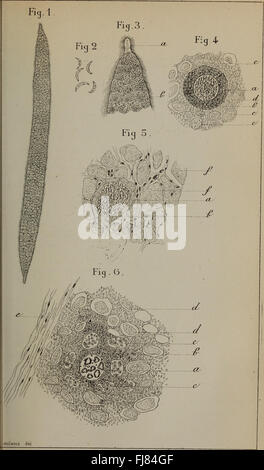 Bulletin Societe d'Histoire Naturelle de Toulouse et de Midi Pyrénées). (1883) Banque D'Images