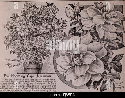 Ce catalogue 1910 propose une variété de plantes pour les jardiniers, y compris les graines de fleurs, légumes, bulbes, arbustes, et des fruits. Il fournit des informations détaillées destinées aux jardiniers et aux horticulteurs pour une culture et une plantation réussies. Banque D'Images