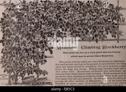 Combinaison des Childs pour catalogue 1910 - graines de fleurs les graines de légumes bulbes d'été les bulbes rustiques et les plantes Les plantes d'arbustes nouveaux fruits et le néerlandais ou ampoules complet (1910) Banque D'Images