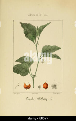 Album de la flore médico-farmacéutica e Industrial, Indígena y exótica Banque D'Images