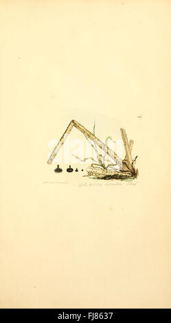 Figures colorées de champignons anglais ou de champignons Banque D'Images