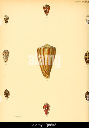 Conchologia iconica, ou des illustrations, des coquilles d'animaux (molluskous Conus, 18 plaques) Banque D'Images