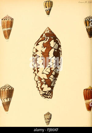 Conchologia iconica, ou des illustrations, des coquilles d'animaux (molluskous Conus, 24 plaques) Banque D'Images