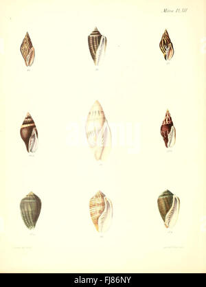 Conchologia iconica, ou des illustrations, des coquilles d'animaux molluskous Banque D'Images
