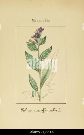 Album de la flore médico-farmacéutica e Industrial, Indígena y exótica (PL. 7) Banque D'Images