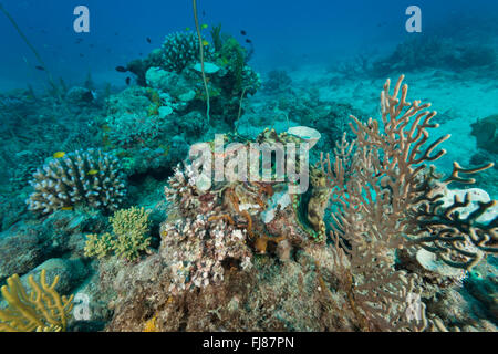 En bénitiers parmi les coraux mous et les coraux whip dans le récif. Banque D'Images