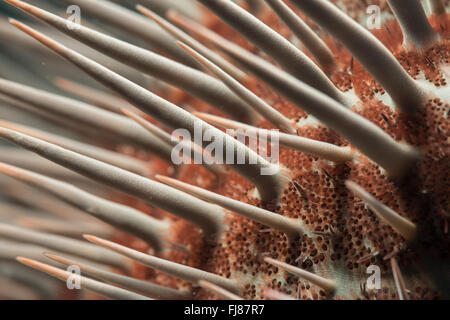 Libre d'une couronne d'étoile de mer Acanthaster planci Banque D'Images