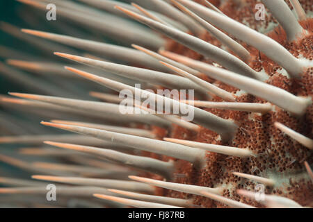 Libre d'une couronne d'étoile de mer Acanthaster planci Banque D'Images