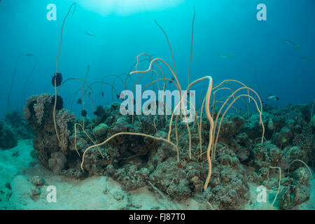 Les coraux des récifs coralliens en whip. Quelques coraux sains en difficulté en essayant de rester en vie entouré par les algues couverts de coraux. Cette triste Grande Barrière de Corail site est peut-être dévasté par la couronne d'épines éclosion ou dommages causés par les cyclones. Banque D'Images