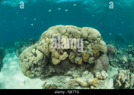Tête de corail porites offre un espace à la santé de l'habitat. Banque D'Images