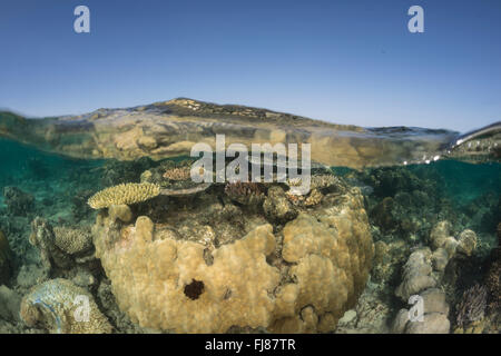 Acropora coraux table à marée basse dans une eau peu profonde, en duplex. Tête de corail porites offre un espace à la santé de l'habitat. Banque D'Images