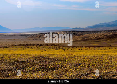 Les champs de fleurs sauvages jaune pendant la saison de floraison super dans Death Valley National Park, azure ciel avec les nuages et les montagnes. Banque D'Images