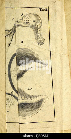 D. Joh. Friedr. Blumenbachs der Med. Prof. ord. zu GC3B6ttingen Handbuch der Naturgeschichte - mit Kupfern (1779) Banque D'Images