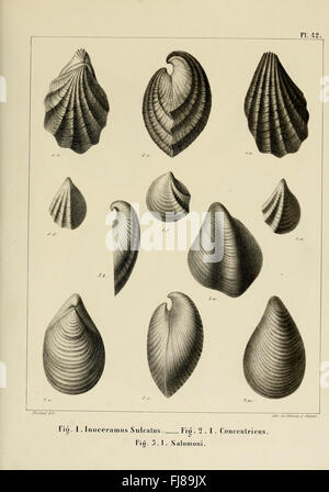 Description des mollusques fossiles qui se trouvent dans les grC3A8s verts des environs de GenC3A8ve Banque D'Images