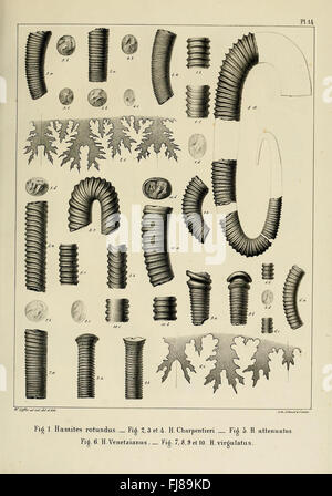 Description des mollusques fossiles qui se trouvent dans les grC3A8s verts des environs de GenC3A8ve Banque D'Images