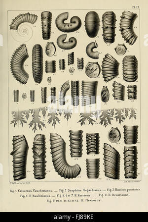 Description des mollusques fossiles qui se trouvent dans les grC3A8s verts des environs de GenC3A8ve Banque D'Images