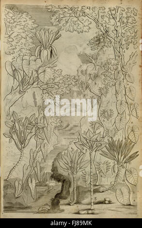 Description des plantes de l'Amérique (Pl. LI) Banque D'Images