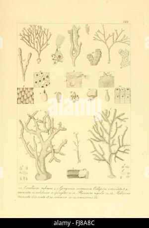 La description et l'anatomie des invertébrés de basse-Sicile, qui fait partie de la collection MCZ de l'Université Harvard et de la bibliothèque Ernst Mayr, fournit des études détaillées de la faune sicilienne. Ce travail porte sur la classification anatomique et taxonomique des espèces d’invertébrés présentes en Sicile, contribuant ainsi à la recherche zoologique sur la faune marine et terrestre. Banque D'Images