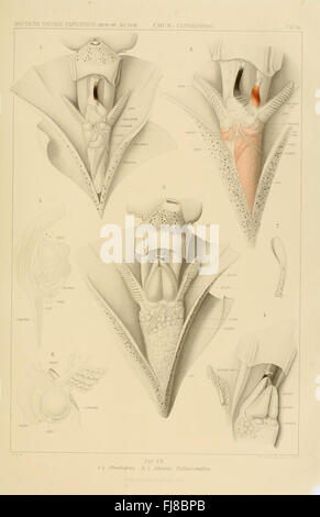 Die Cephalopoden, monographie scientifique sur les céphalopodes, publiée dans le cadre de l'expédition de Valdivia (1898-1899). Banque D'Images