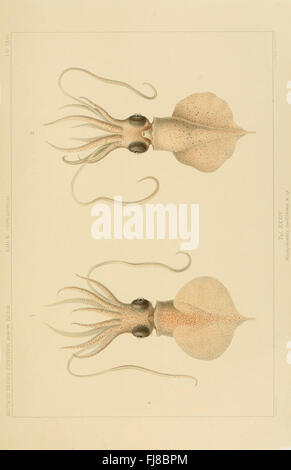 Die Cephalopoden Banque D'Images
