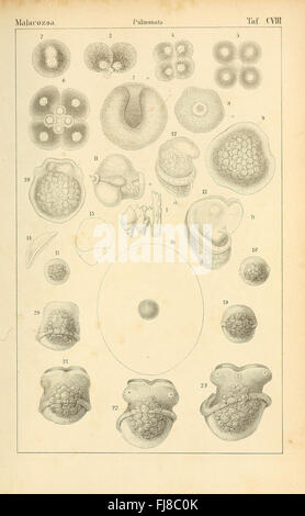 Un ouvrage allemand détaillant les classes et les ordres au sein du règne animal, avec des illustrations de diverses espèces à travers différents groupes taxonomiques Banque D'Images