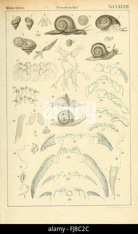Une classification complète du règne animal, axée sur les céphalopodes, leur structure, leur classification et leur rôle écologique. Banque D'Images