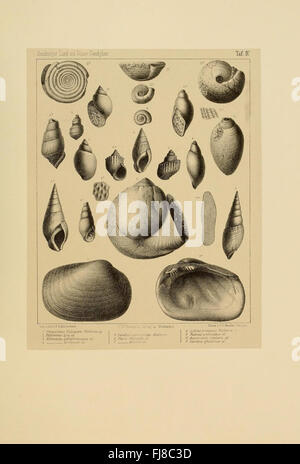 Die Land- und Süßwasser Conchylien der Vorwelt, Harvard University, MCZ, Ernst Mayr Library, mollusques, paléontologie fossile Banque D'Images