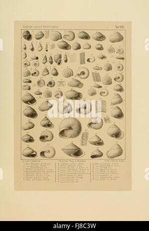 Une étude des mollusques fossiles d'eau douce et terrestres des temps anciens, axée sur les découvertes paléontologiques Banque D'Images