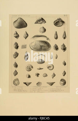 Die Land- und süsswasser Conchylien der Vorwelt Banque D'Images
