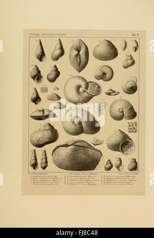 Une étude des anciens mollusques terrestres et d'eau douce, en se concentrant sur les coquilles de conques fossiles des époques préhistoriques. Banque D'Images