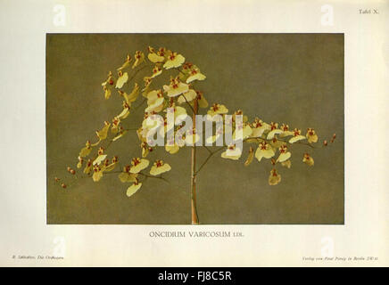 Une illustration d'orchidées de « Die Orchideen », mettant en valeur la diversité et la beauté des espèces d'orchidées de la collection Missouri Botanical Garden. Banque D'Images
