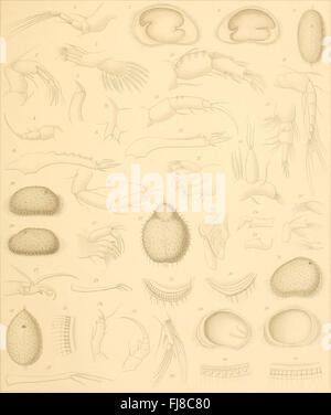 Die Süsswasser-Mikrofauna Deutsch-Ost-Afrikas (1910) Banque D'Images