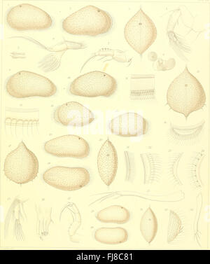 Die Süßwasser-Mikrofauna Deutsch-Ost-Afrikas (1910) Banque D'Images