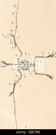 Un ouvrage allemand détaillant les différentes classes et ordres de vertébrés, contribuant à la classification et à la compréhension de la biologie animale. Banque D'Images