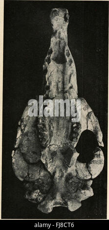 Die Stämme der Wirbeltiere (1919) Banque D'Images