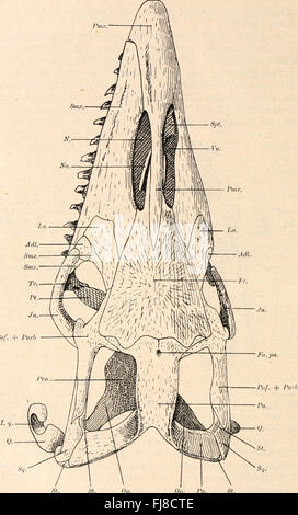 Die Stämme der Wirbeltiere (1919) Banque D'Images
