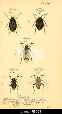 Illustration de *Die wanzenartigen Insecten*, avec une représentation détaillée de Hemiptera (vrais bugs) Banque D'Images