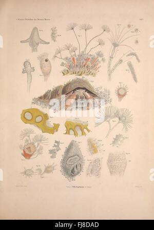 Wirbellosen Die Weissen des Meeres. Erster Band (Taf. I) Banque D'Images