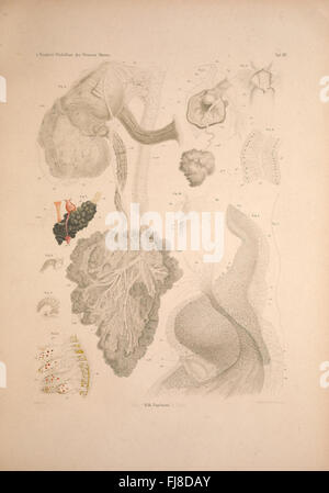 Wirbellosen Die Weissen des Meeres. Erster Band (Taf. XIV) Banque D'Images