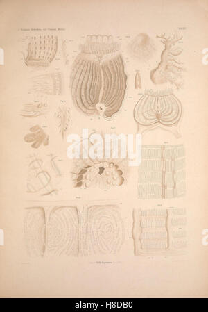 Une étude détaillée des invertébrés marins de la mer Blanche, avec des illustrations des espèces trouvées dans la région, axée sur leur taxonomie et leur écologie. Banque D'Images