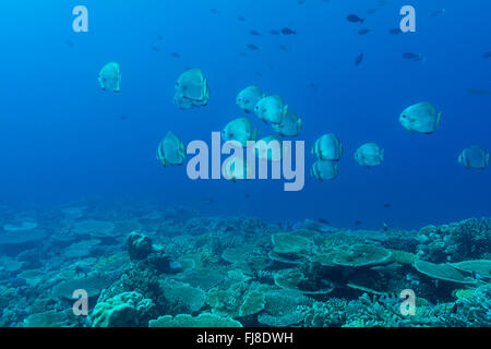 (Platax orbicularis Orbicular batfish), également connu sous le nom de la circulaire platax, orbiculate platax platax rond, très riche en coraux acropora large champ table sur le bord extérieur de la Grande Barrière de corail avec beaucoup de visibilité. Banque D'Images