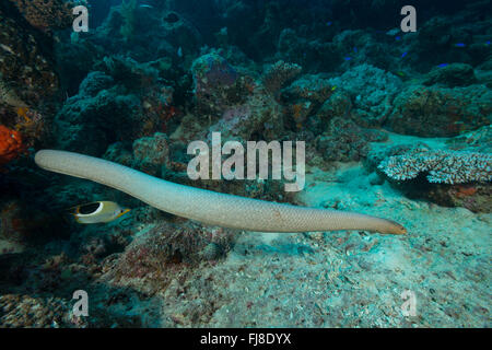 Serpent de mer d'olive ou le serpent de mer d'or (Aipysurus laevis) dans le GBR. C'est un serpent de mer que l'on trouve dans les Indo-Pac Banque D'Images