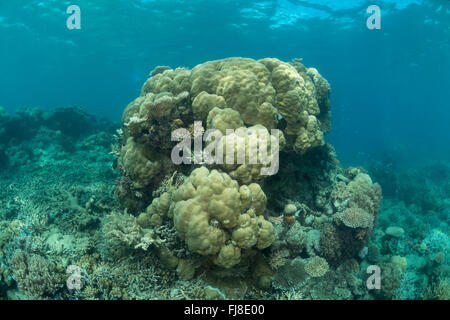 Santé des récifs de corail de la GBR. Banque D'Images