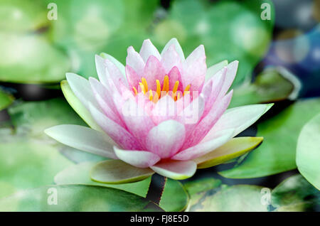 Hardy rose nénuphar (Nymphaea sp. et hybrides) s'épanouir dans la lumière du matin. Banque D'Images