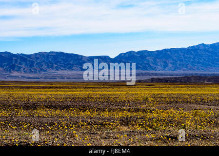 Les champs de fleurs sauvages jaune pendant la saison de floraison super dans Death Valley National Park, azure ciel avec les nuages et les montagnes. Banque D'Images