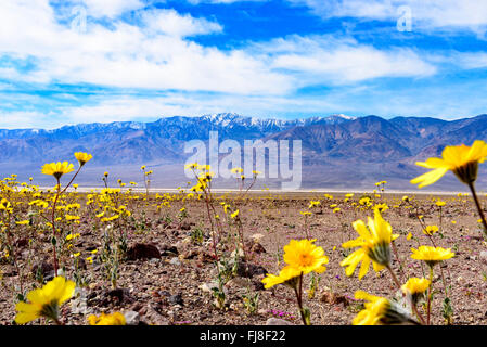 Libre de fleurs sauvages jaunes en désert et montagnes enneigées en arrière-plan sous un ciel bleu avec des nuages blancs. Banque D'Images