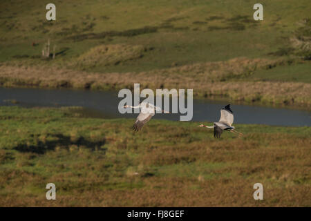 Grues Sarus fly off le matin de Bromfield Swamp. L'Australie a deux grues Brolga Grus rubicunda, la plus rare et Sarus Crane Grus antigone. La Brolga est Guinée est qu'une grue, vivant principalement dans les basses terres Trans-Fly de la Papouasie-Nouvelle-Guinée et de l'Irian Jaya, en Indonésie. Bien que Brolgas ont parfois été enregistrés dans le détroit de Torres, il n'y a apparemment pas de la migration régulière ou croisement entre Guinée et d'Australie Brolgas. La grue Sarus se produit en Inde, Asie du sud-est et en Australie. Des études génétiques indiquent c'est plus de 30 000 ans que les grues Sarus australienne interbre Banque D'Images