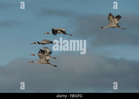 Grues Sarus fly off le matin de Bromfield Swamp. L'Australie a deux grues Brolga Grus rubicunda, la plus rare et Sarus Crane Grus antigone. La Brolga est Guinée est qu'une grue, vivant principalement dans les basses terres Trans-Fly de la Papouasie-Nouvelle-Guinée et de l'Irian Jaya, en Indonésie. Bien que Brolgas ont parfois été enregistrés dans le détroit de Torres, il n'y a apparemment pas de la migration régulière ou croisement entre Guinée et d'Australie Brolgas. La grue Sarus se produit en Inde, Asie du sud-est et en Australie. Des études génétiques indiquent c'est plus de 30 000 ans que les grues Sarus australienne interbre Banque D'Images