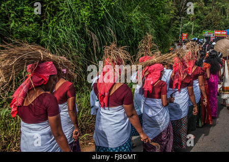 Femme portant sur la tête de l'herbe sèche, Kerala, Inde, Asie Banque D'Images